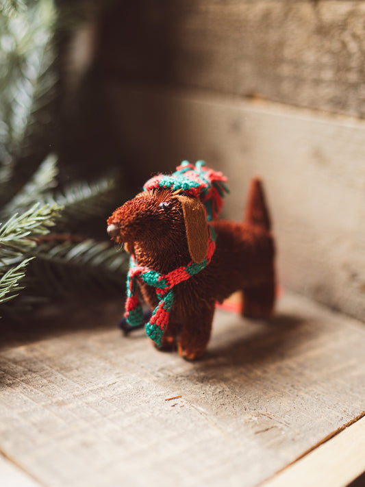 Dachshund
